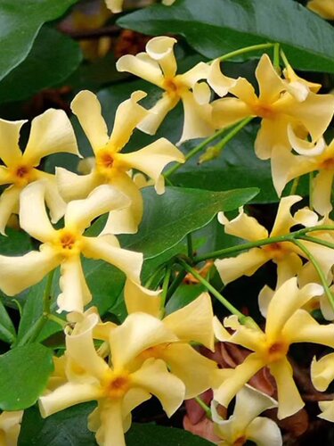 风车茉莉爬藤坏阳台庭院四季开花