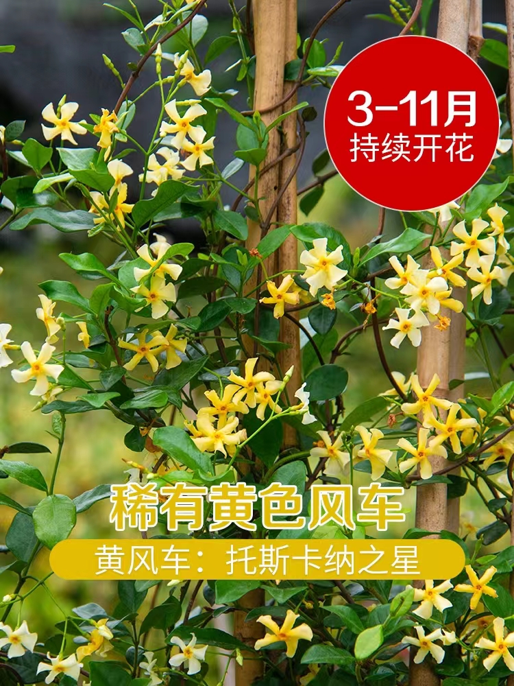 风车茉莉黄色托斯卡纳之星进口新品种爬藤耐寒花卉四季常青花期长