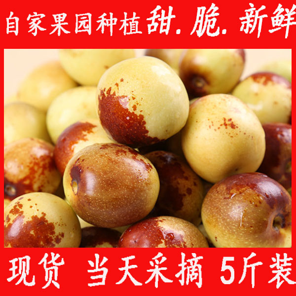 自家种植 正宗沾化二代冬枣 5斤装 山东特产冬枣 现货  甜脆多汁