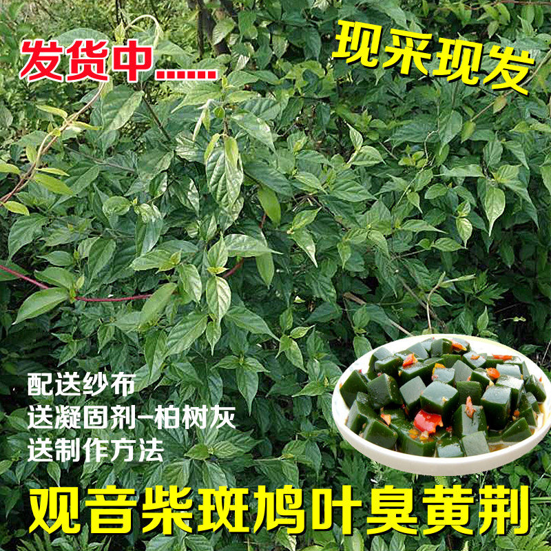 四川新鲜斑鸠嫩叶凉粉臭老婆臭黄荆叶翡翠绿豆腐绿婢树叶包邮