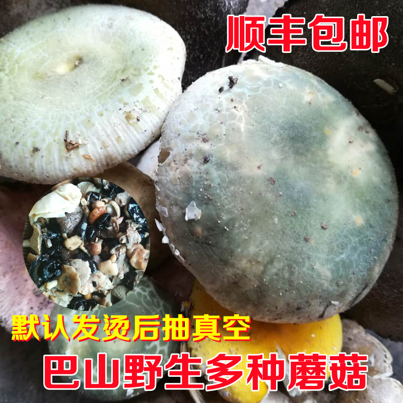 四川野外蘑菇新鲜红葱菌红乳牛肝菌见手青烫后抽真空500g顺丰包邮