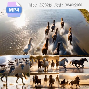 高清马群天马浴河大气震撼黑马白马万马奔腾水花四溅航拍视频素材