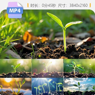 高清种子发芽破土延时摄影绿叶展开万物复苏生机勃发唯美视频素材