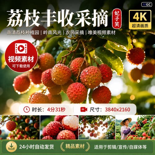 高清荔枝种植园丰收采摘成熟热带岭南妃子笑广东农民唯美视频素材