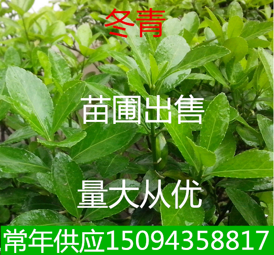 工程绿化黄杨围墙树木冬青小苗