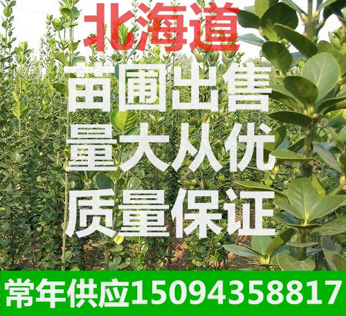 耐寒围墙植物庭院冬青绿化苗木