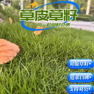 进口矮生草坪草籽护坡固土狗牙根种子四季常青草籽多年生绿化草坪