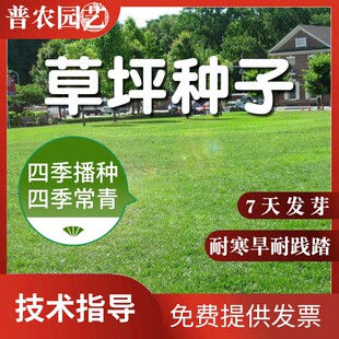 草坪草籽四季常青耐寒耐旱 庭院绿化护坡剪股颖 狗牙根黑麦草种子