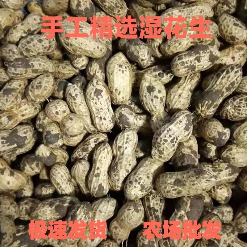 新鲜花生带壳湿花生现挖现发应季生花生水煮花生粉皮鲜花生带泥,水产肉类/新鲜蔬果/熟食,新鲜花生,淘宝优惠券,粉丝福利购,淘宝优惠卷