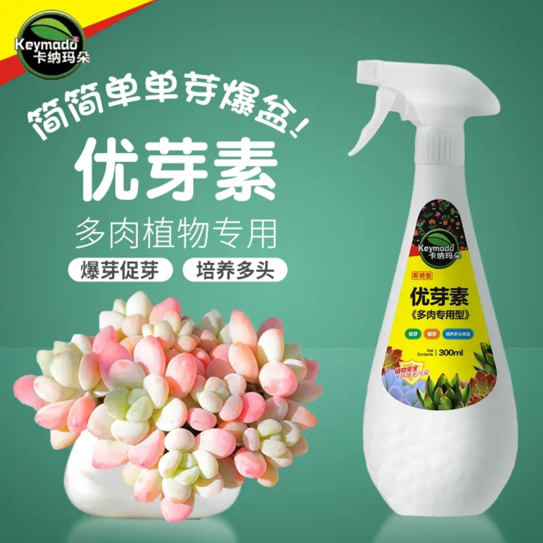 卡纳玛朵多肉爆侧芽促芽分化