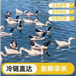 正宗地标缙云仔麻鸭每只1000g生态散养生鲜鸭净膛顺丰冷链