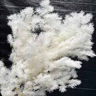 蓬莱松【花店婚庆花材】永生蓬莱松基地直发昆明工厂