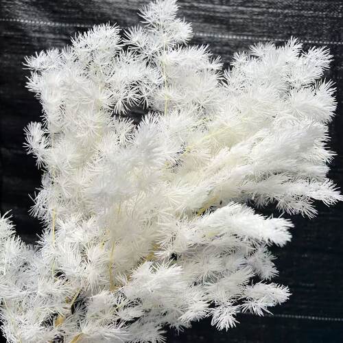 永生蓬莱松【1把都是批发价】永生蓬莱松超值优惠价