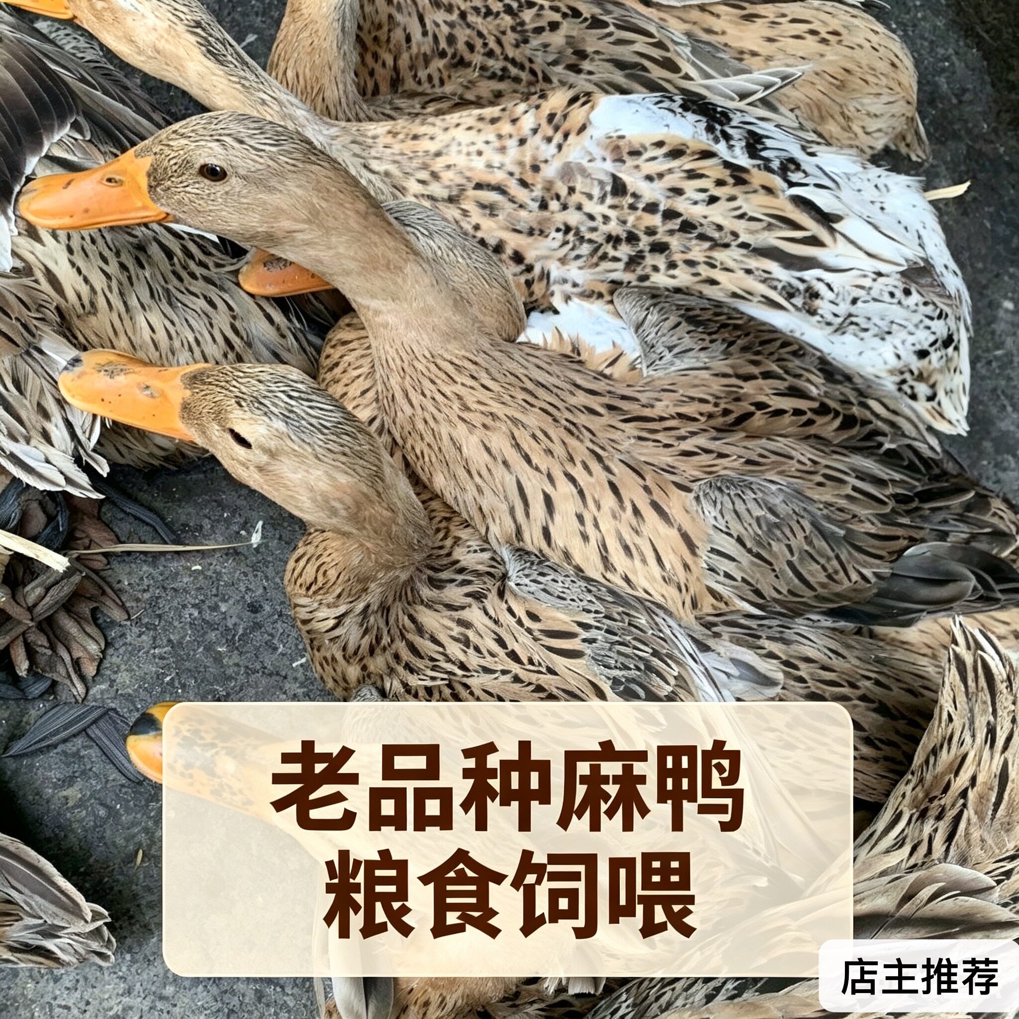 富硒 鸭子老鸭子土鸭子农家散养鸭肉/鸭肉制品