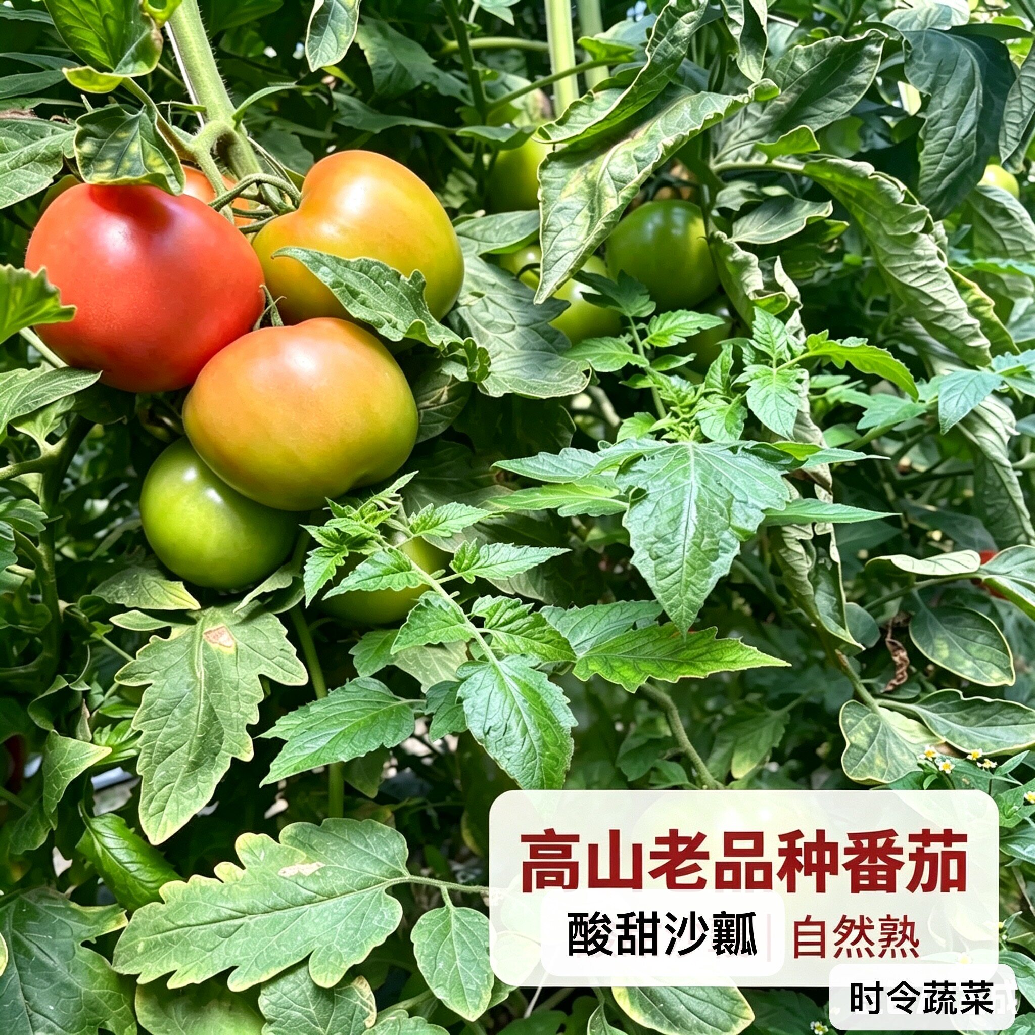 恩施农家老品种土番茄 高山露天叶菜类