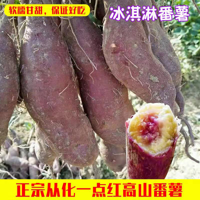 正宗从化一点红番薯板栗番薯新鲜