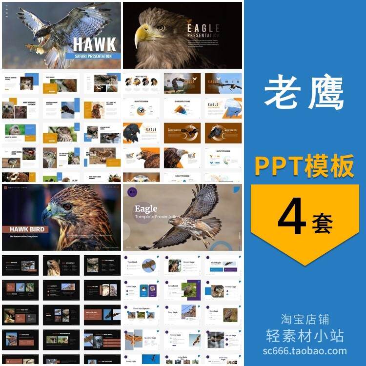 老鹰介绍简介幼儿园认识观察保护动物班会汇报主题背景ppt模板