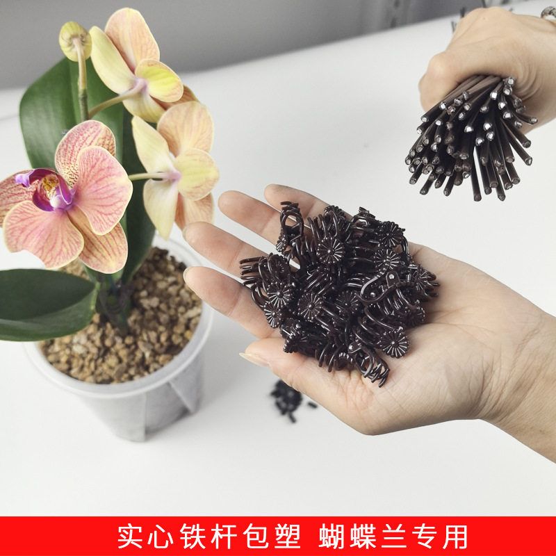 蝴蝶兰花支架花架夹子盆栽套装