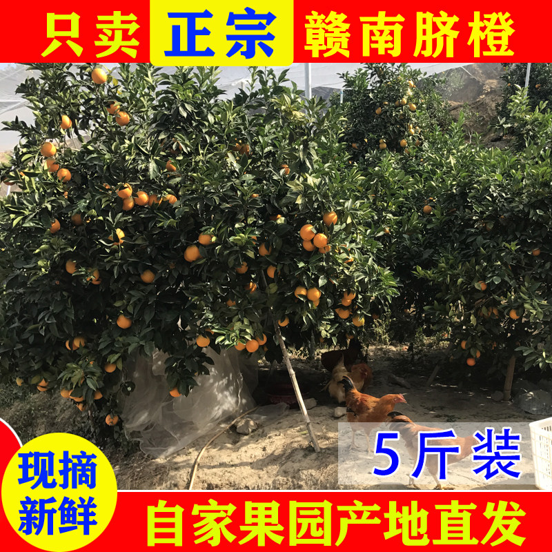 赣南脐橙正宗江西赣州寻乌橙子新鲜水果现摘产地直发5斤装,水产肉类/新鲜蔬果/熟食,橙,淘宝优惠券,粉丝福利购,淘宝优惠卷