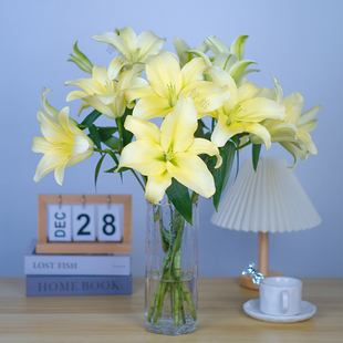 【黄色香水百合】云南基地直发办公室内鲜花直播间现场直播卖花