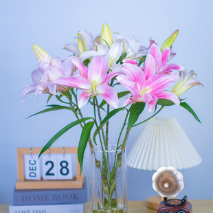 【粉色香水百合】云南基地直发办公室内鲜花直播间现场直播卖花