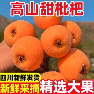 顺丰包邮 果园直发 正宗 四川攀枝花米易高山枇杷 当季鲜果