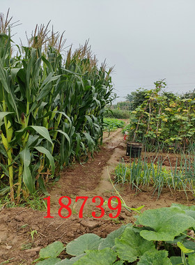 直播背景布玉米小麦农村风景