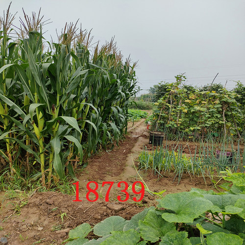 直播背景布玉米小麦农村风景