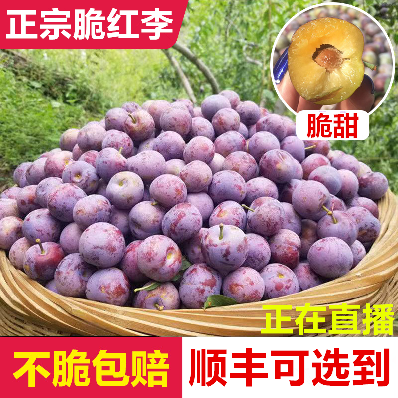 顺丰包邮汶川高山红脆李脆甜新鲜