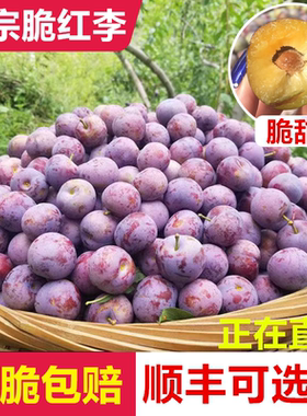 顺丰包邮汶川高山红脆李脆甜新鲜