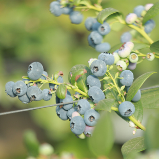 顺丰空运 高品质蓝莓手提礼盒 云南高原阳光花香蓝莓L25脆甜蓝莓