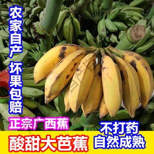 巴蕉 牛角蕉 大蕉 香蕉9斤净重现砍酸甜大牛蕉 广西芭蕉新鲜水果