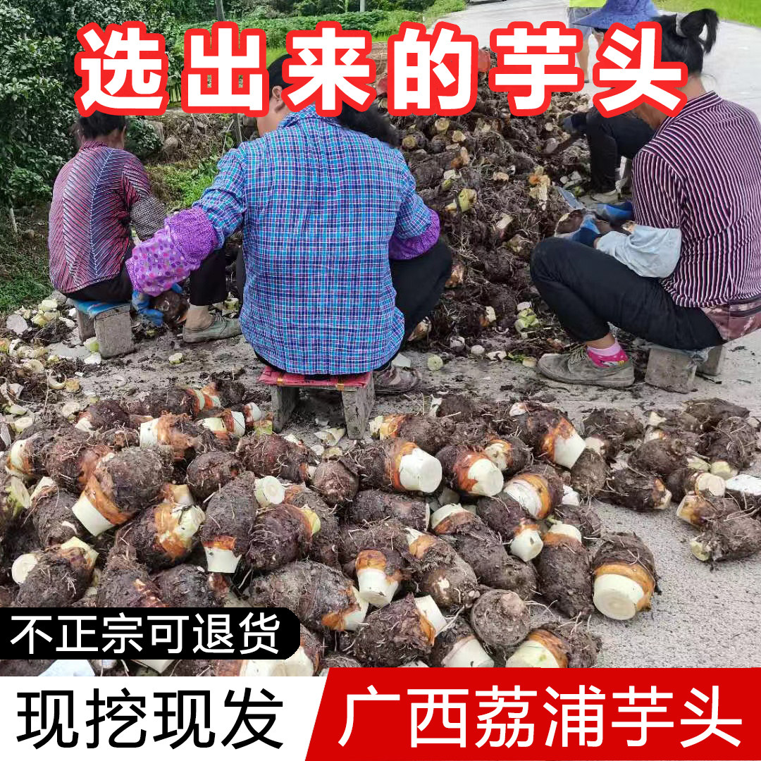 当季新鲜广西荔浦芋头现挖大香芋正宗紫色槟榔芋软糯干面毛芋艿
