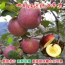 四川汉源糖心红富士红苹果脆甜多汁高山农家丑苹果新鲜孕妇水果