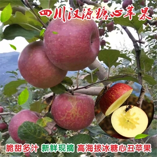 四川汉源糖心红富士红苹果脆甜多汁高山农家丑苹果新鲜孕妇水果
