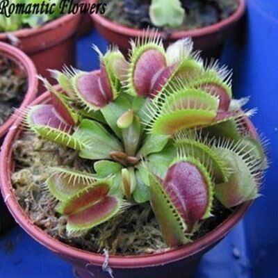 화분에 심은 금성 파리통 식물 씨앗 DIONAEA MUSCIPULA GIANT CLI