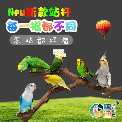 Pet Parrot Bird Standing Stick Wild Grape Wood Pole Bird