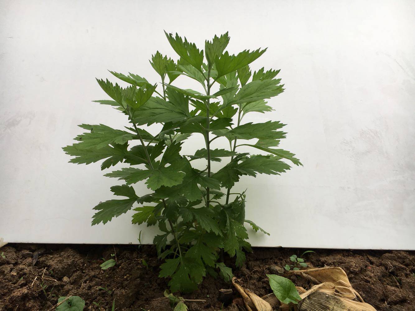 包邮 一枝装 纯种 野生 艾叶艾草种苗 保湿成活率达99