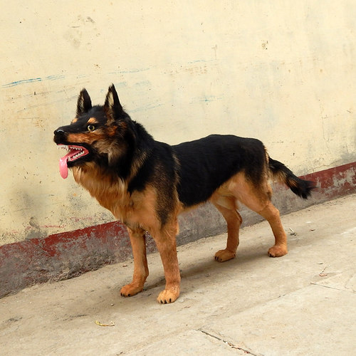 仿真大黑狗模型狼狗摆件大型犬