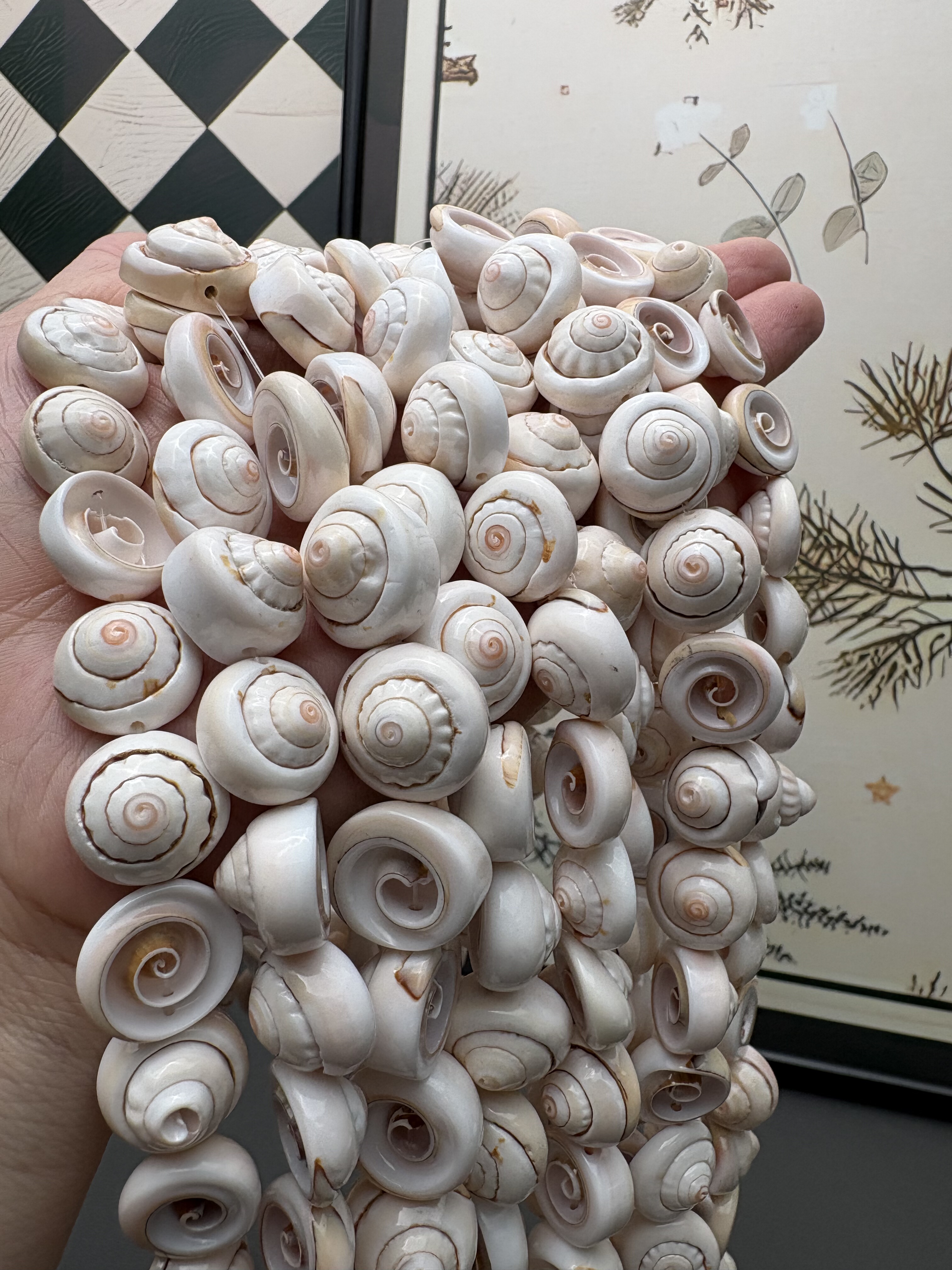 天然娇尾贝小帽子异形diy手串手链项链搭配半成品 约25*14mm