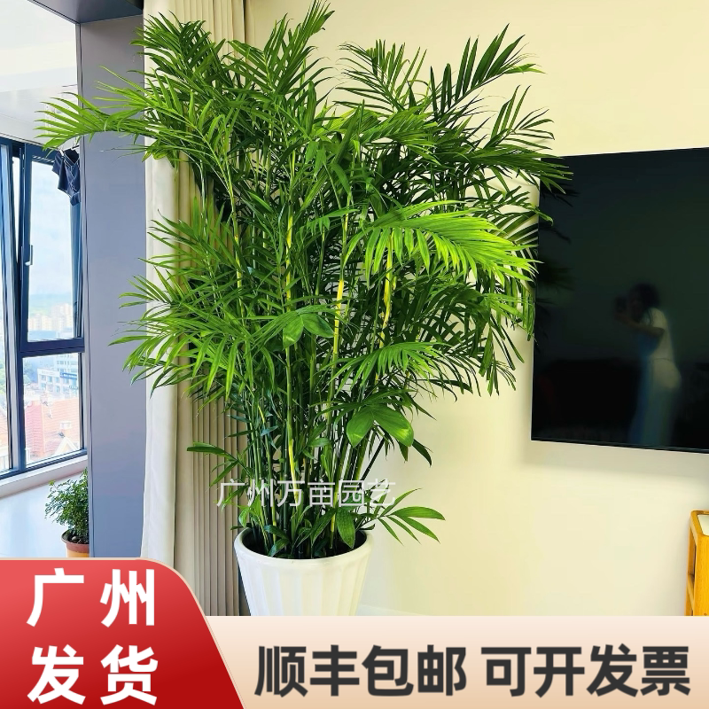 广州夏威夷竹子四季常青顺丰包邮