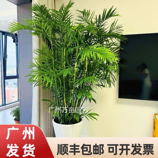 夏威夷竹子盆栽大型室内客厅绿植四季常青净化空气凤尾竹椰子植物