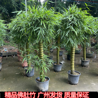 佛肚竹盆栽绿植阳台庭院观赏植物办公室客厅前台观叶净化空气盆景