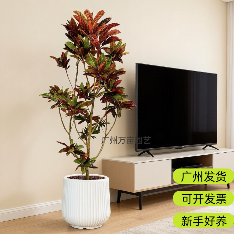 七彩变色木盆栽变叶木客厅绿植物