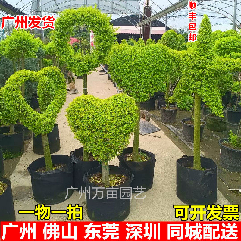 广州亮晶女贞球棒棒糖川滇腊树多头老桩四季常青别墅庭院花镜植物