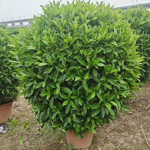 非洲茉莉花苗价格 非洲茉莉花苗图片 星期三