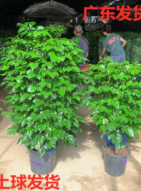 幸福树盆栽大型绿植单杆平安