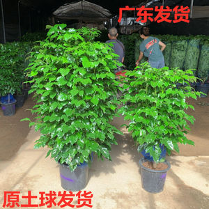 幸福树盆栽大型绿植单杆平安