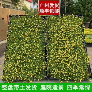 广州草皮金莎曼爆花机器耐热耐踩