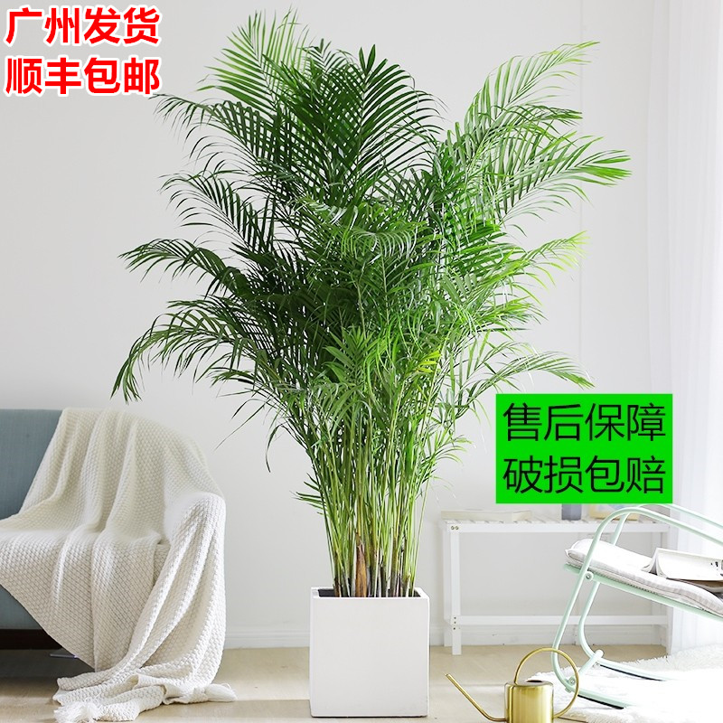 大型散尾葵凤尾竹室内外好养绿植